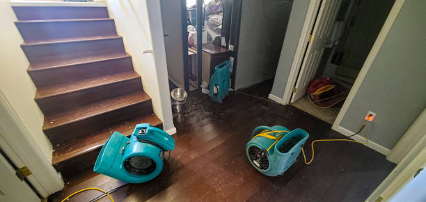 Best Local water damage restoration  in Mantachie, MS